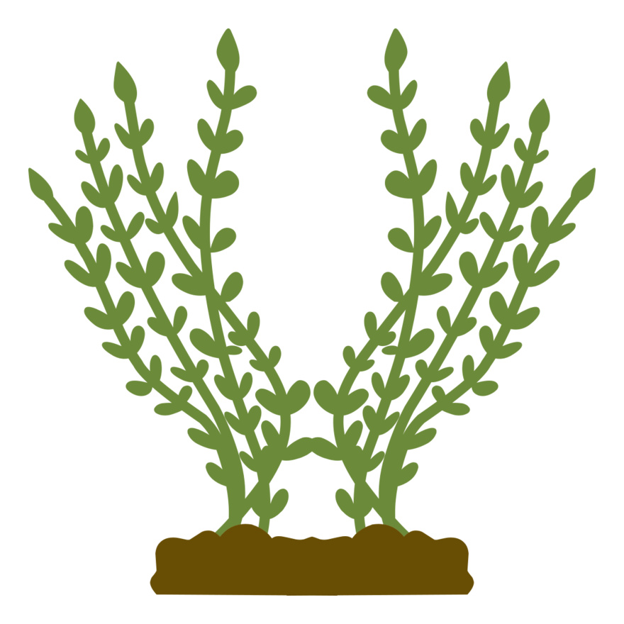 Plants 4 Thumbnail