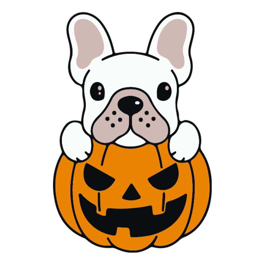 Pumpkin Frenchie White (0896) Thumbnail