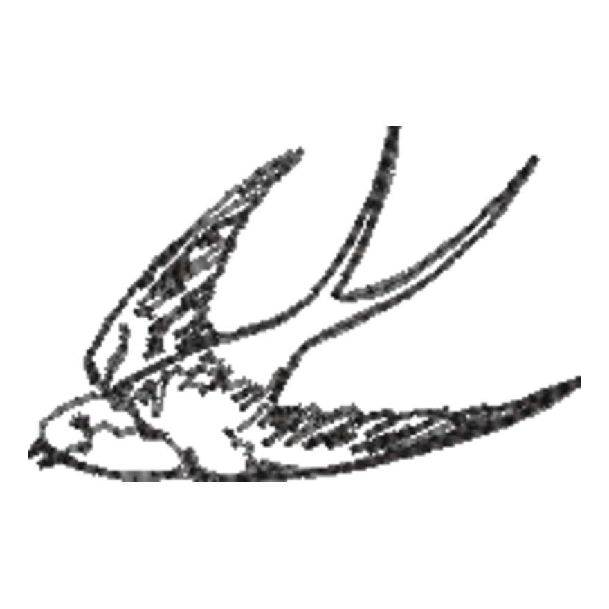 Sparrow Line Art (0302) Thumbnail