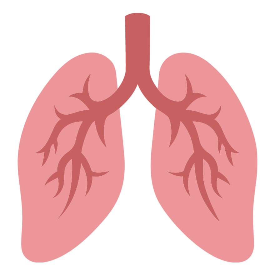 Lungs Thumbnail